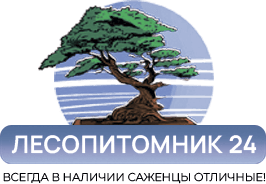Лесопетомник24 Лесопетомник24